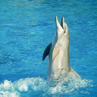 Ein Delfin steigt fast aufrecht aus blauem Wasser hervor und hat den Mund leicht geöffnet.